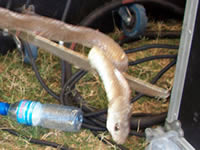 snakes
